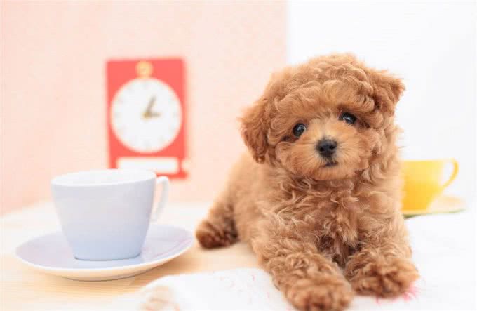 可爱如动物系的玩具贵宾女孩子，跟她们谈恋爱是最美好的