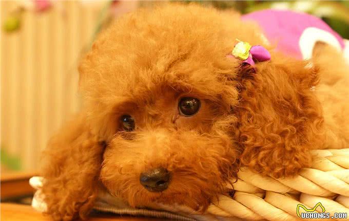 可爱如动物系的玩具贵宾女孩子，跟她们谈恋爱是最美好的