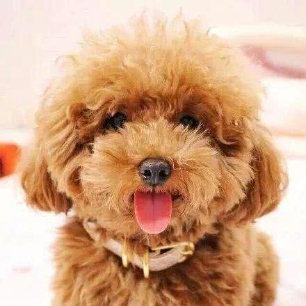 可爱如动物系的玩具贵宾女孩子，跟她们谈恋爱是最美好的