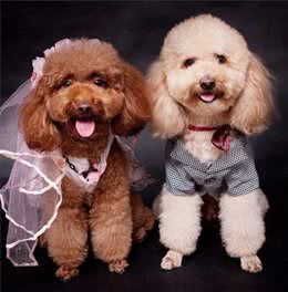 可爱如动物系的玩具贵宾女孩子，跟她们谈恋爱是最美好的