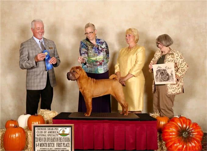 这种犬是世界稀有犬种，正慢慢的消失在人们的视线中!