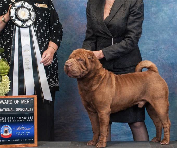 这种犬是世界稀有犬种，正慢慢的消失在人们的视线中!