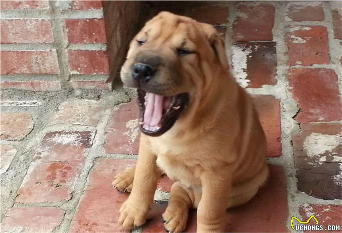 这种犬是世界稀有犬种，正慢慢的消失在人们的视线中!