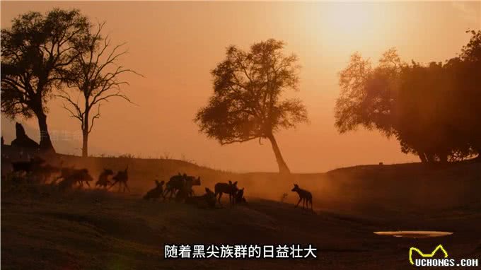 野狗泰特族群与黑尖族群，江湖上没有儿女情长只有无情的竞争