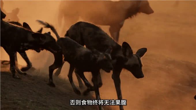 野狗泰特族群与黑尖族群，江湖上没有儿女情长只有无情的竞争