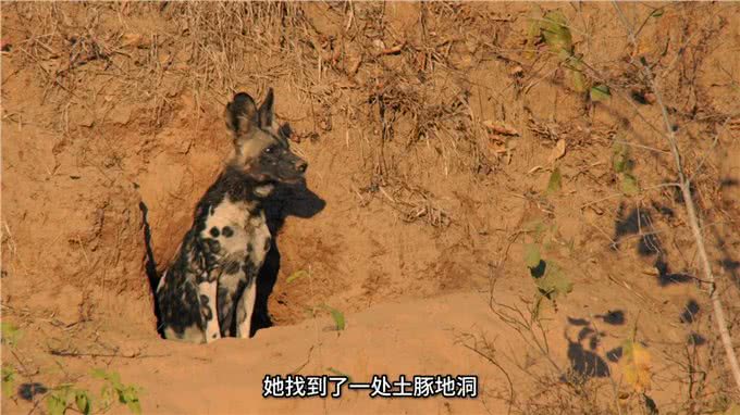 野狗泰特族群与黑尖族群，江湖上没有儿女情长只有无情的竞争
