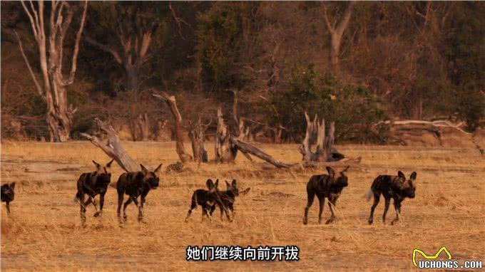 野狗泰特族群与黑尖族群，江湖上没有儿女情长只有无情的竞争
