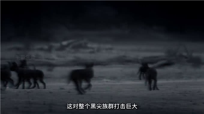 野狗泰特族群与黑尖族群，江湖上没有儿女情长只有无情的竞争