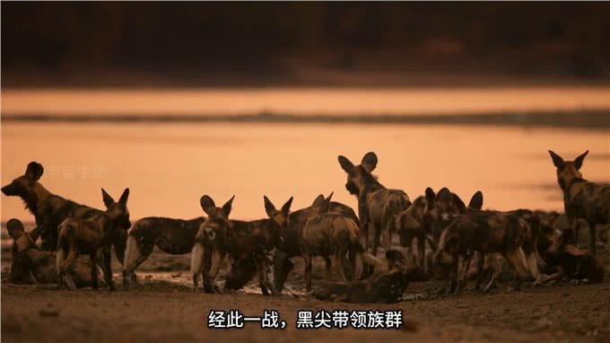 野狗泰特族群与黑尖族群，江湖上没有儿女情长只有无情的竞争