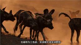 野狗泰特族群与黑尖族群，江湖上没有儿女情长只有无情的竞争