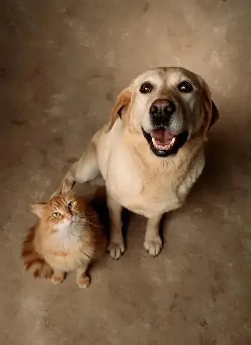 宠物掉毛季来临，教你巧妙应对的实用秘籍!