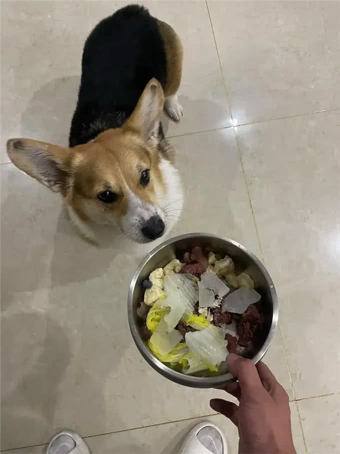 宠物掉毛季来临，教你巧妙应对的实用秘籍!