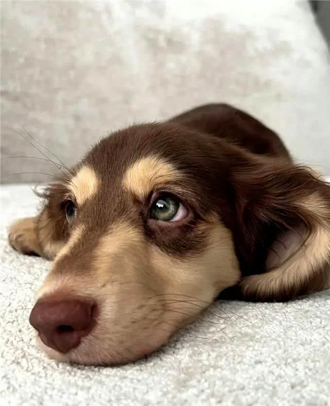 宠物掉毛季来临，教你巧妙应对的实用秘籍!