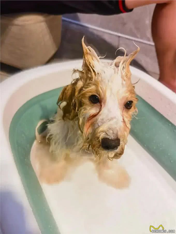 宠物掉毛季来临，教你巧妙应对的实用秘籍!