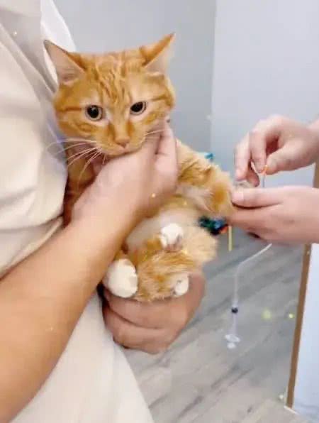 宠物掉毛季来临，教你巧妙应对的实用秘籍!