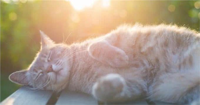 怎样才能在，选猫的时候，看出猫的潜在性格?