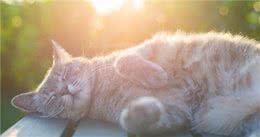 怎样才能在，选猫的时候，看出猫的潜在性格?