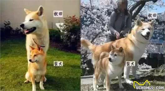 柴犬和秋田，真的不是同一个品种
