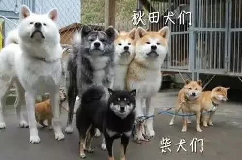 柴犬和秋田，真的不是同一个品种