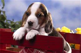 狗狗的美容方法狗狗皮屑清洁方法有哪些