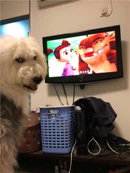 只有家里有矿才养得起，40kg古牧成拆家大王，报废新电视不用一周