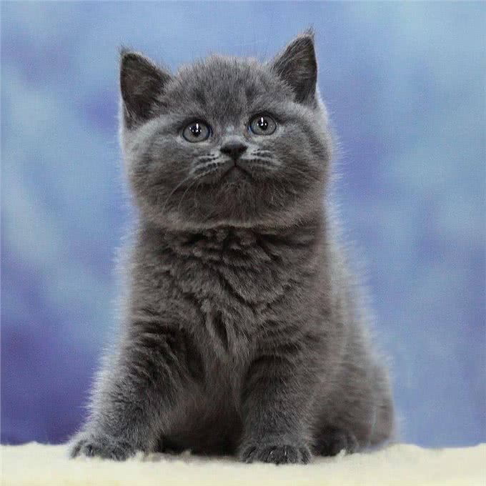 一起认识英国蓝短猫，可爱憨厚还不养吗?还在等什么