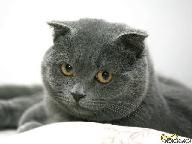 一起认识英国蓝短猫，可爱憨厚还不养吗?还在等什么