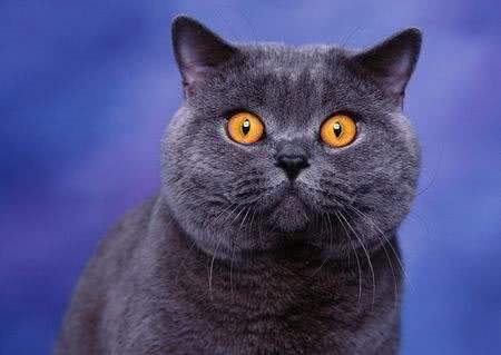 一起认识英国蓝短猫，可爱憨厚还不养吗?还在等什么