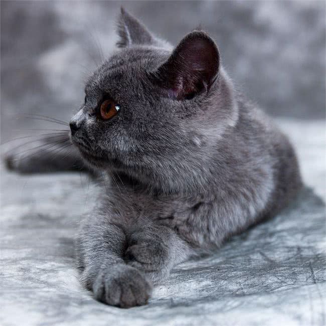 一起认识英国蓝短猫，可爱憨厚还不养吗?还在等什么