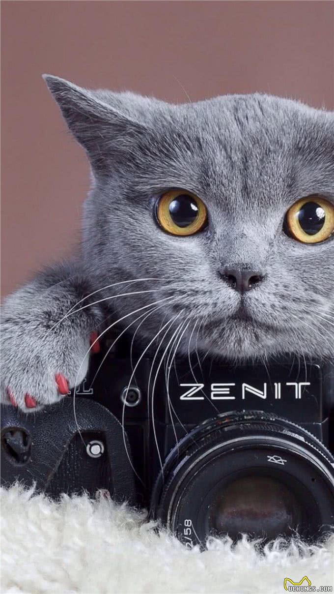 一起认识英国蓝短猫，可爱憨厚还不养吗?还在等什么