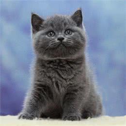 一起认识英国蓝短猫，可爱憨厚还不养吗?还在等什么