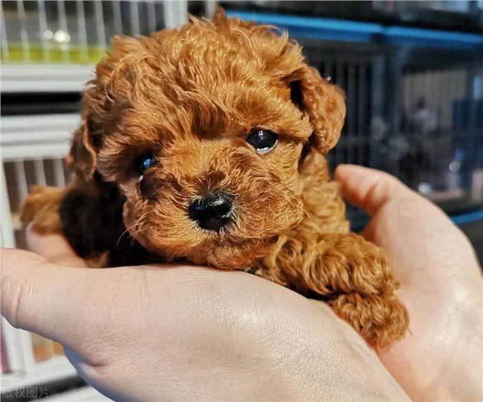 玩具型纯种泰迪幼犬挑选秘籍?挑选玩具型纯种泰迪幼犬的技巧!