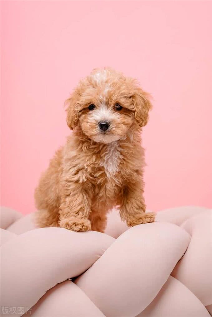 玩具型纯种泰迪幼犬挑选秘籍?挑选玩具型纯种泰迪幼犬的技巧!