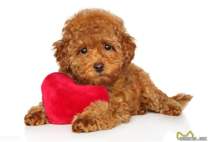 玩具型纯种泰迪幼犬挑选秘籍?挑选玩具型纯种泰迪幼犬的技巧!