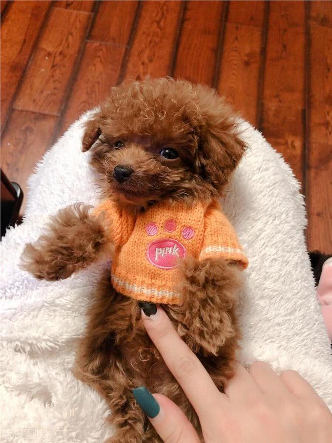 玩具型纯种泰迪幼犬挑选秘籍?挑选玩具型纯种泰迪幼犬的技巧!