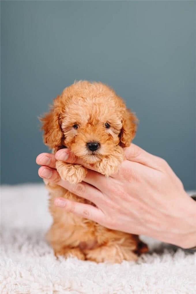 玩具型纯种泰迪幼犬挑选秘籍?挑选玩具型纯种泰迪幼犬的技巧!