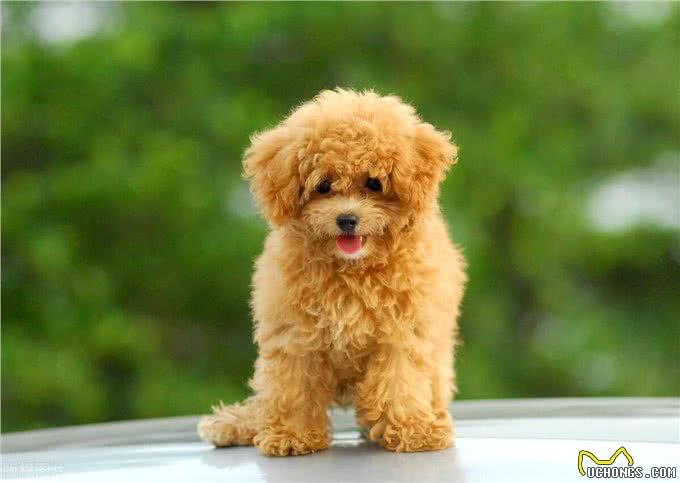 玩具型纯种泰迪幼犬挑选秘籍?挑选玩具型纯种泰迪幼犬的技巧!