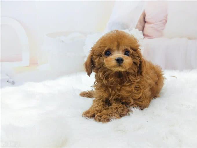 玩具型纯种泰迪幼犬挑选秘籍?挑选玩具型纯种泰迪幼犬的技巧!