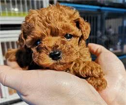 玩具型纯种泰迪幼犬挑选秘籍?挑选玩具型纯种泰迪幼犬的技巧!