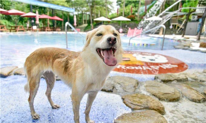 辟谣:剃毛可以帮助宠物降温散热?三个妙招帮宠物躲避秋老虎