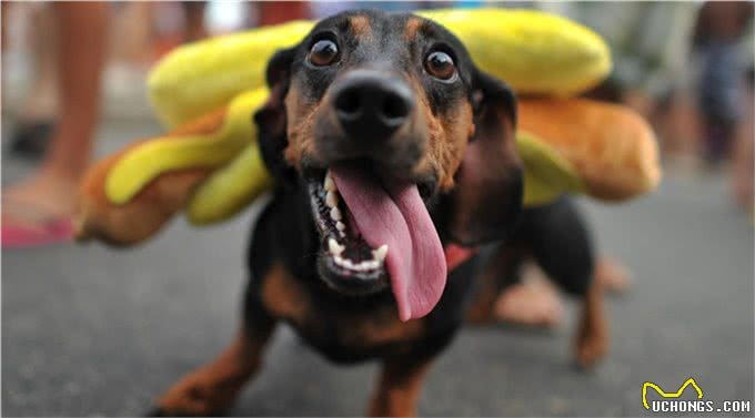 辟谣:剃毛可以帮助宠物降温散热?三个妙招帮宠物躲避秋老虎