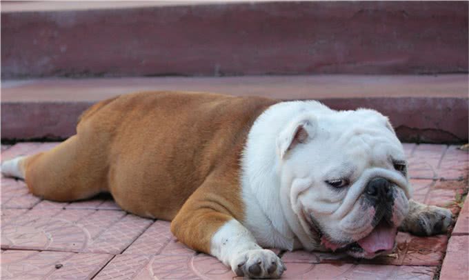 辟谣:剃毛可以帮助宠物降温散热?三个妙招帮宠物躲避秋老虎