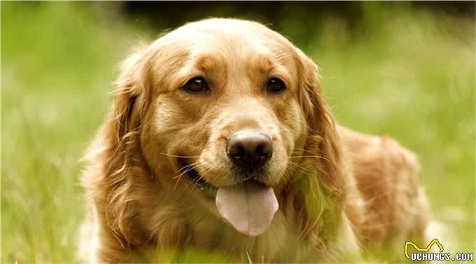 辟谣:剃毛可以帮助宠物降温散热?三个妙招帮宠物躲避秋老虎