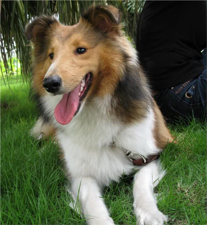 辟谣:剃毛可以帮助宠物降温散热?三个妙招帮宠物躲避秋老虎