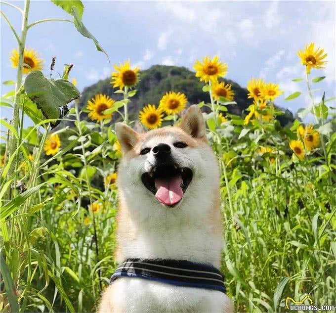 辟谣:剃毛可以帮助宠物降温散热?三个妙招帮宠物躲避秋老虎