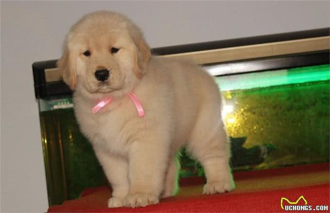 纯种金毛有这6个特征,可能不少人养到串串了