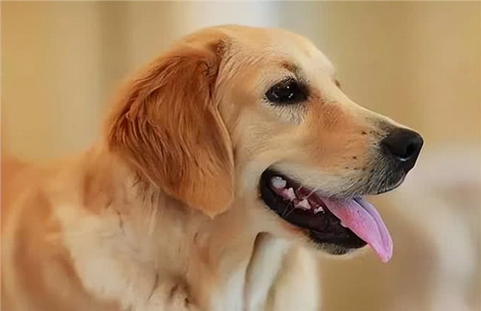 纯种金毛有这6个特征,可能不少人养到串串了