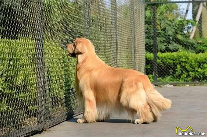 纯种金毛有这6个特征,可能不少人养到串串了