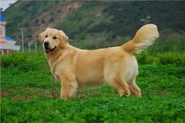 纯种金毛有这6个特征，可能不少人养到串串了