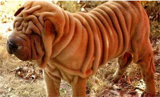 新养沙皮狗幼犬注意事项